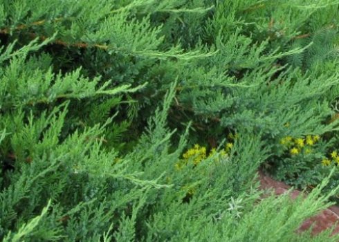 Описание можжевельника Тамарисцифолия, посадка и уход за ним