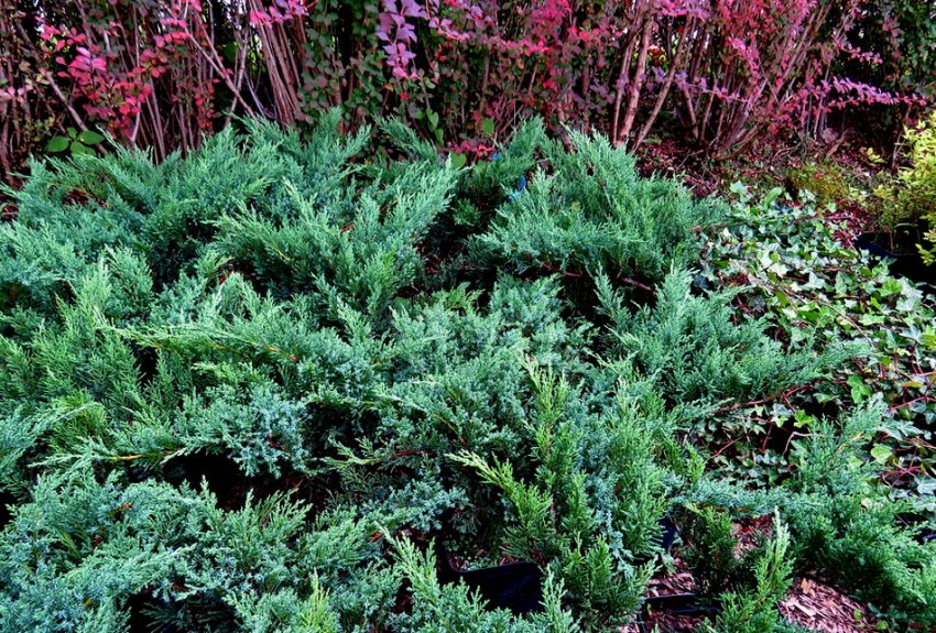 Можжевельник в саду Можжевельник в саду