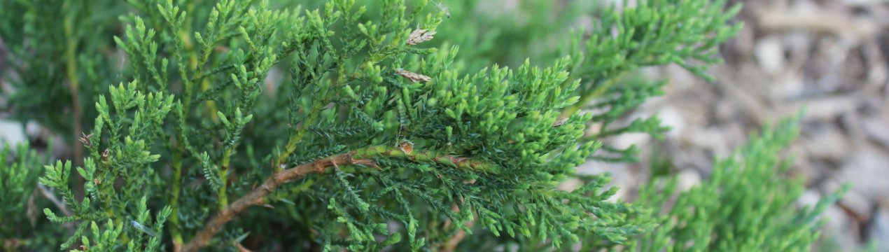 Описание можжевельника Рокери Джем, посадка и уход