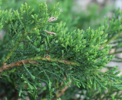 Описание можжевельника Рокери Джем, посадка и уход