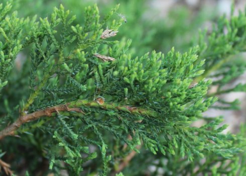 Описание можжевельника Рокери Джем, посадка и уход