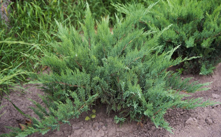 Можжевельник Рокери Джем Можжевельник Рокери Джем