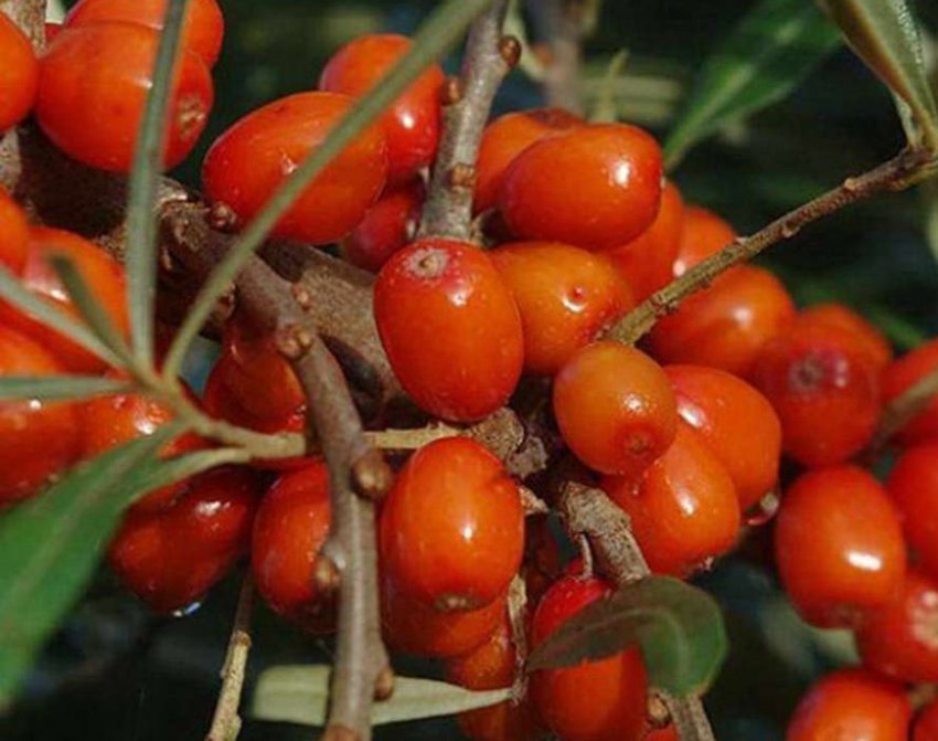 Обліпиха Дружина Обліпиха Дружина