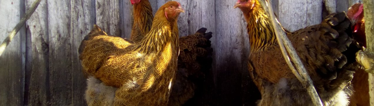 Кури брама куропатчатая: характеристика, догляд та годівля