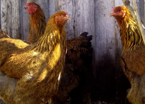 Кури брама куропатчатая: характеристика, догляд та годівля