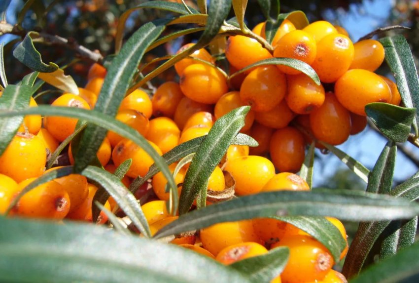 Обліпиха Янтарна Обліпиха Янтарна