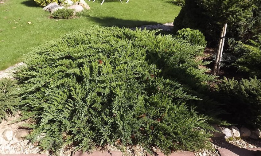 Можжевельник Рокери Джем в саду Можжевельник Рокери Джем в саду