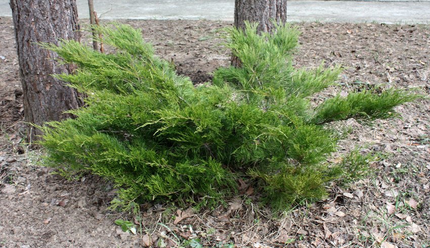 Можжевельник М'ята Джулеп