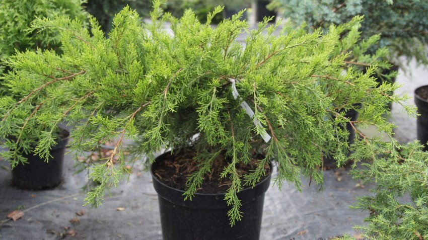 Саженцы можжевельника Минт Джулеп