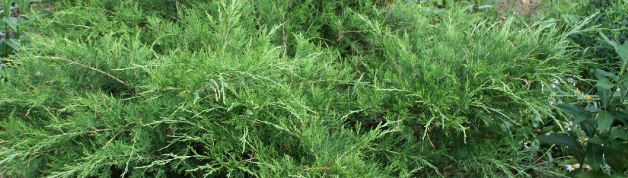 Опис можжевельника "Минт Джулеп", посадка і догляд