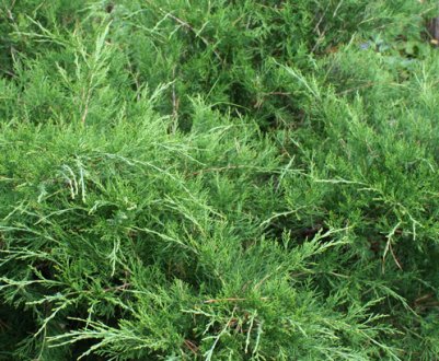 Опис можжевельника "Минт Джулеп", посадка і догляд