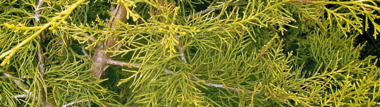 Описание можжевельника Куривао Голд, посадка и уход