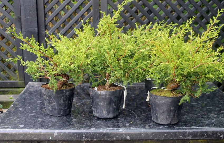 Саженцы можжевельника Саженцы можжевельника