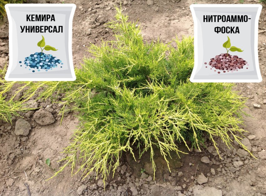 Подкормка можжевельника Подкормка можжевельника