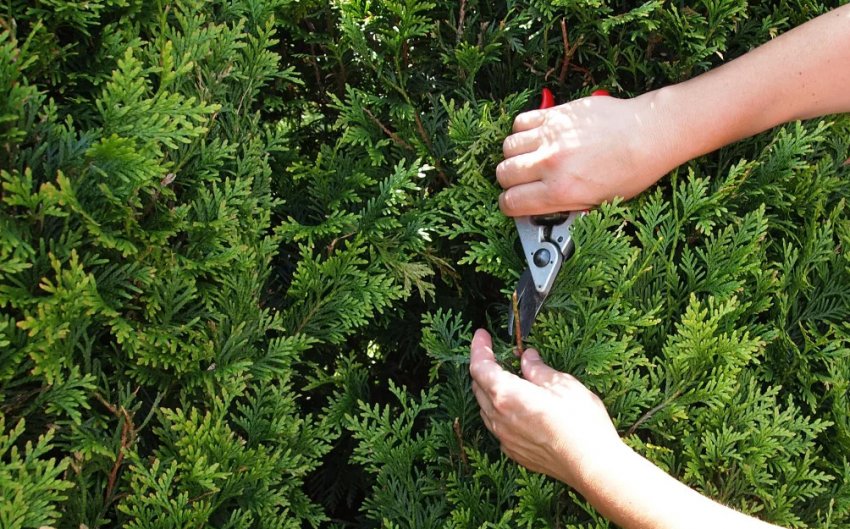 Обрезка можжевельника Обрезка можжевельника