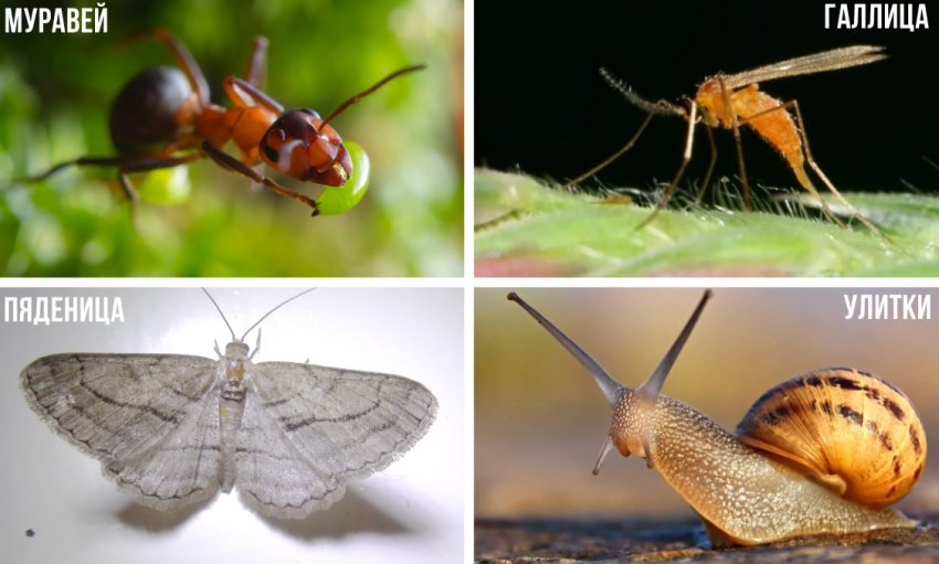 Вредители можжевельника Вредители можжевельника