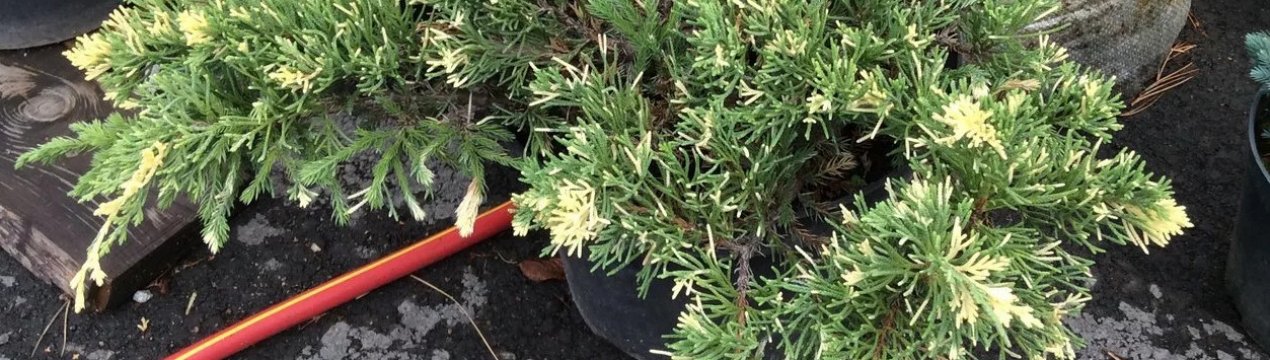 Описание можжевельника Экспанса Вариегата, посадка и уход