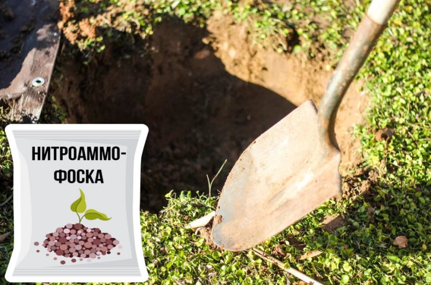 Подготовка почвы для посадки можжевельника