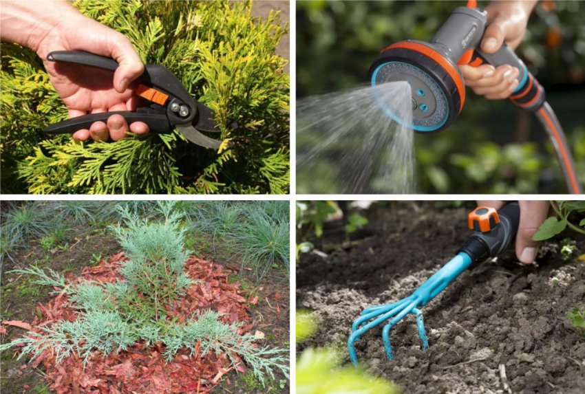 Уход за можжевельником