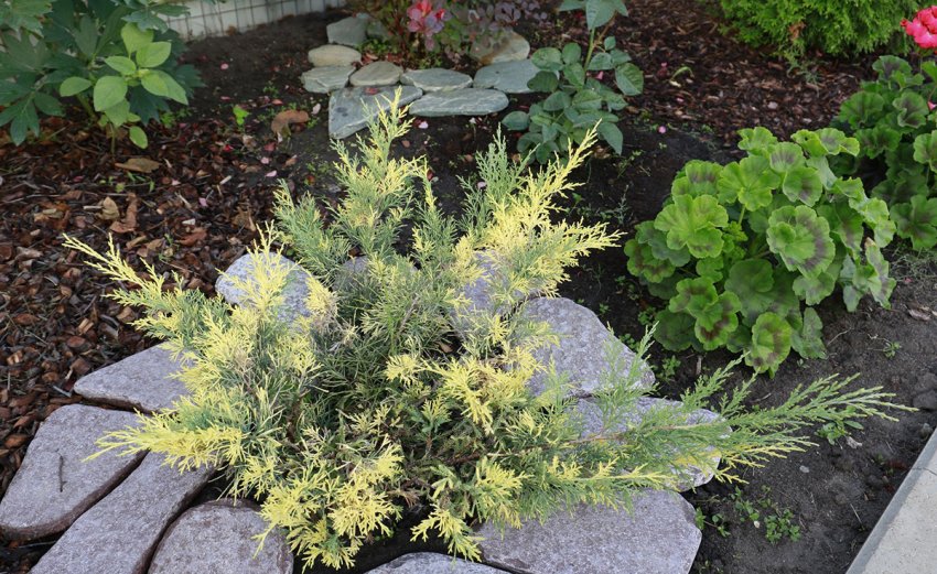 Можжевельник Блю энд Голд в ландшафте Можжевельник Блю энд Голд в ландшафте