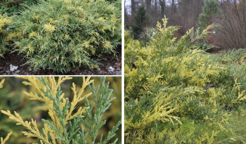 Можжевельник Блю энд Голд Можжевельник Блю энд Голд