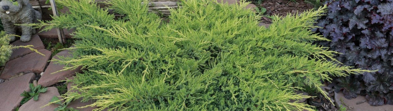 Описание можжевельника Блю энд Голд, посадка и уход за растением