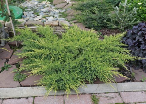 Описание можжевельника Блю энд Голд, посадка и уход за растением