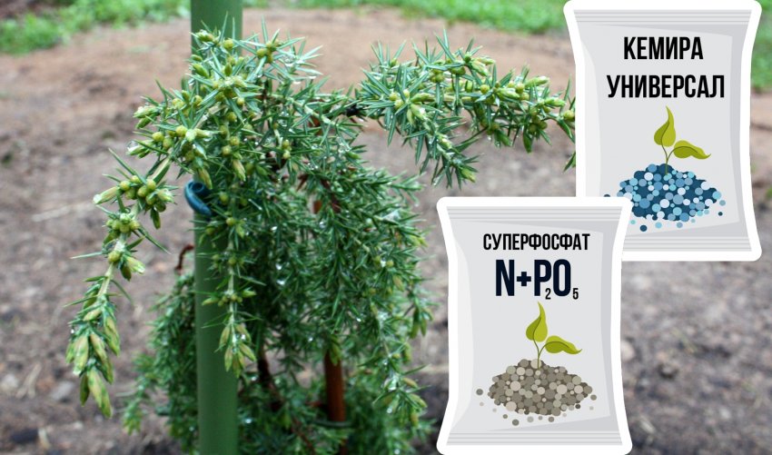 Добрива для можжевельника Хорстманн