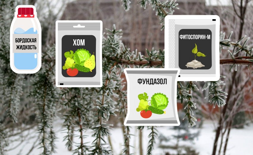 Препарати для лікування та профілактики хвороб та шкідників можжевела