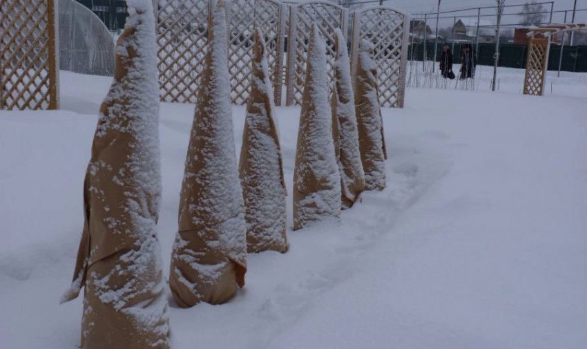 Укриття можжевельника на зиму