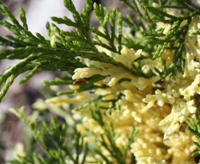 Описание можжевельника Вариегата, посадка и уход