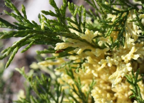 Описание можжевельника Вариегата, посадка и уход