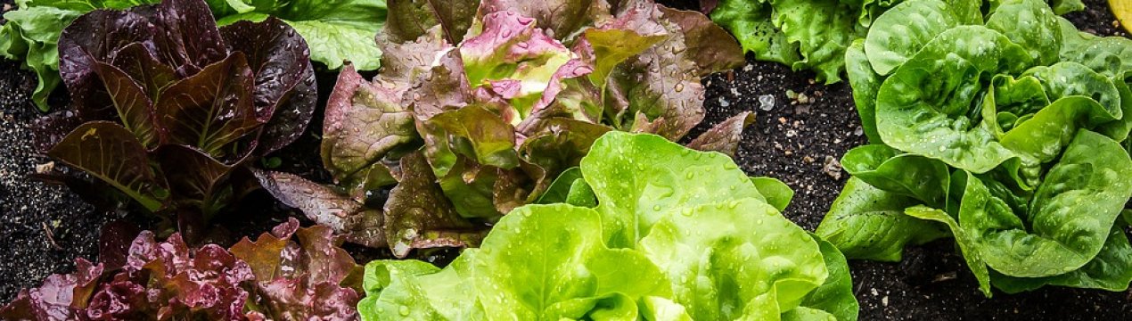 Фермери Флориди нададуть надлишки продукції малозабезпеченим громадянам