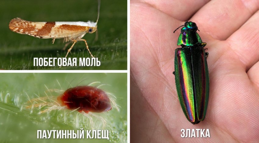 Вредители можжевельника Вредители можжевельника