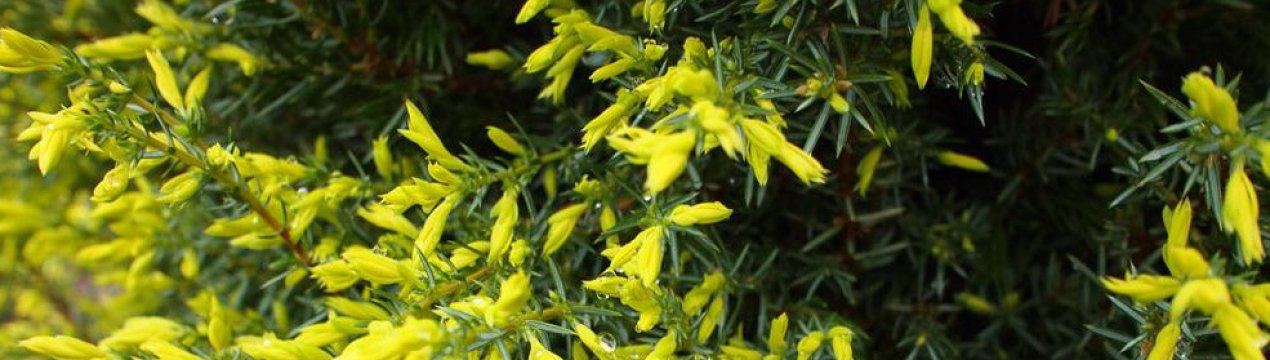 Описание можжевельника Голд Кон, посадка и уход