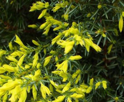 Описание можжевельника Голд Кон, посадка и уход