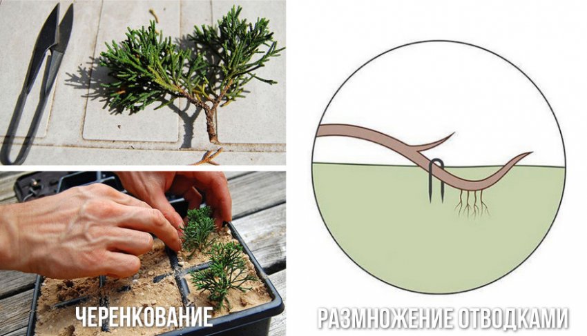 Размножение можжевельника Размножение можжевельника