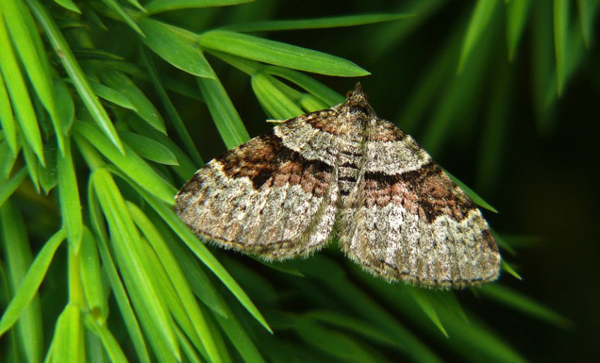 Сосновая пяденица Сосновая пяденица