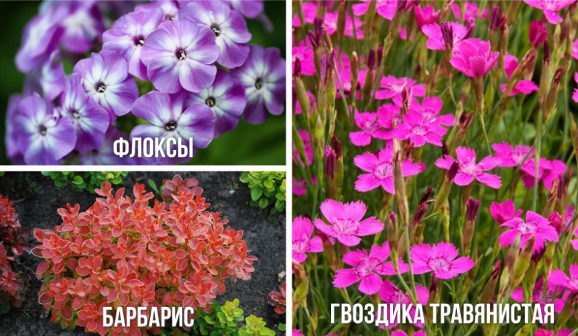 Растение, высаживаемые с можжевельником Растение, высаживаемые с можжевельником