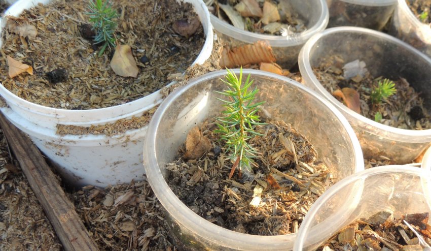 Всходы можжевельника из семян Всходы можжевельника из семян