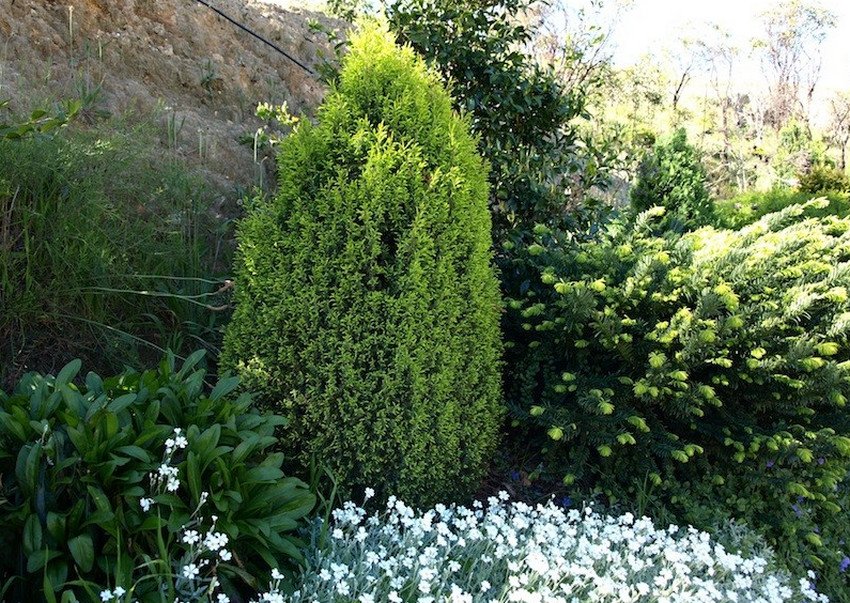 Можжевельник Голд Кон в ландшафтном дизайне Можжевельник Голд Кон в ландшафтном дизайне