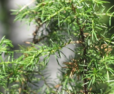 Усе про ялицю звичайну