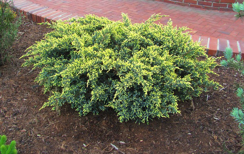 Можжевельник Дрим Джой Можжевельник Дрим Джой