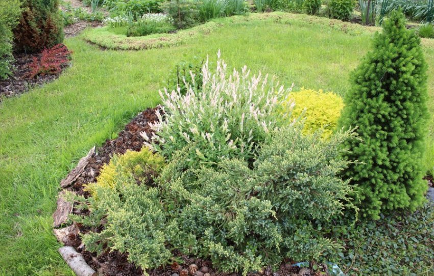 Можжевельник Дрим Джой в ландшафтном дизайне Можжевельник Дрим Джой в ландшафтном дизайне