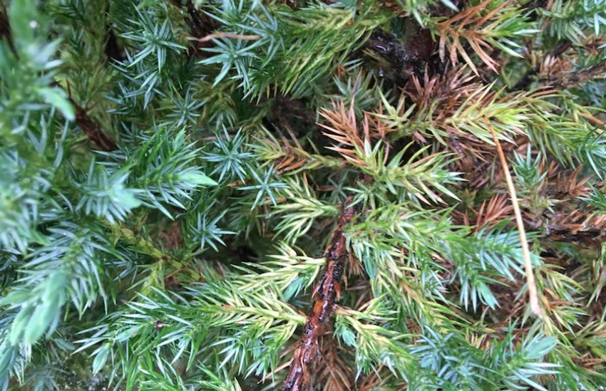Можжевельник горизонтальный Андорра Компакт (Juniperus horizontalis ...