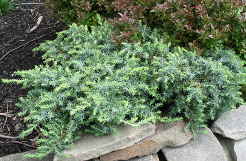 Можжевельник береговий