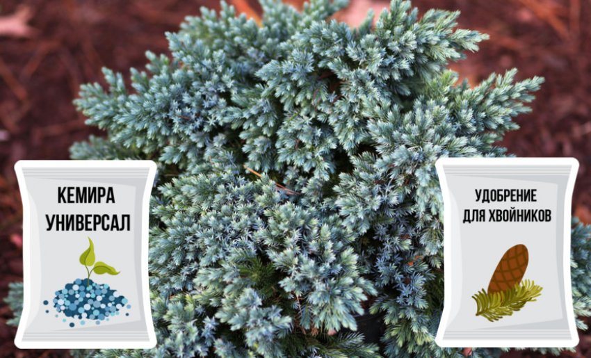 Подкормка для можжевельника Блю Стар