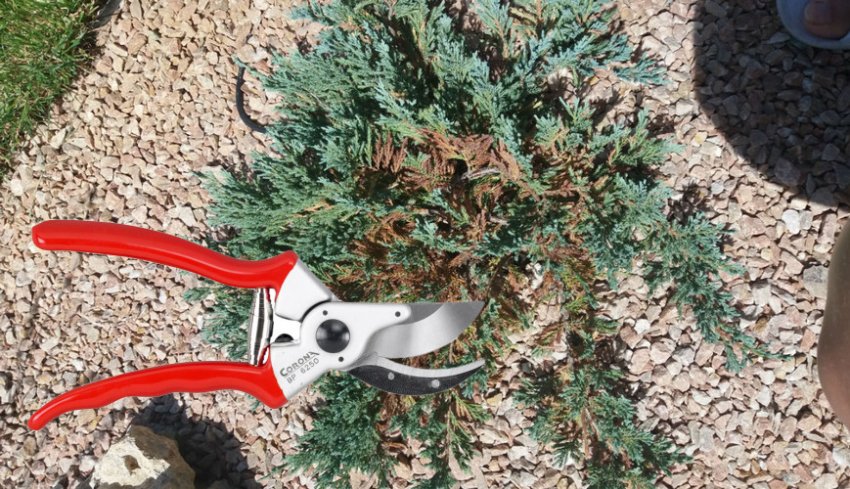 Обрезка можжевельника Блю Стар