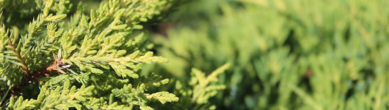 Описание можжевельника Мордиган Голд, его посадка и уход