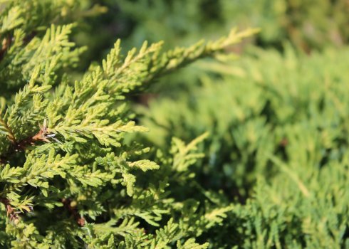 Описание можжевельника Мордиган Голд, его посадка и уход